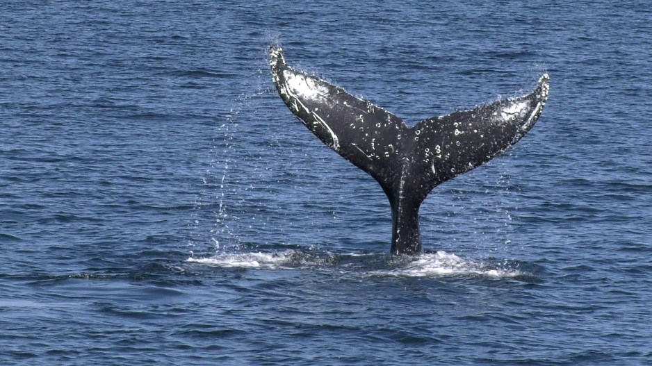 humpbackwhalecreditalannakelly