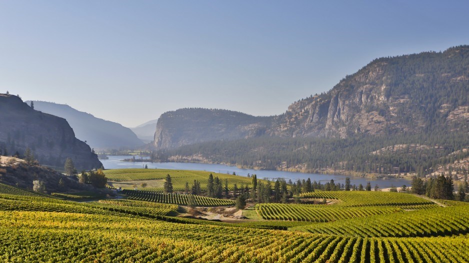 okanaganvineyardlaughingmango-istock-gettyimagesplus-gettyimages