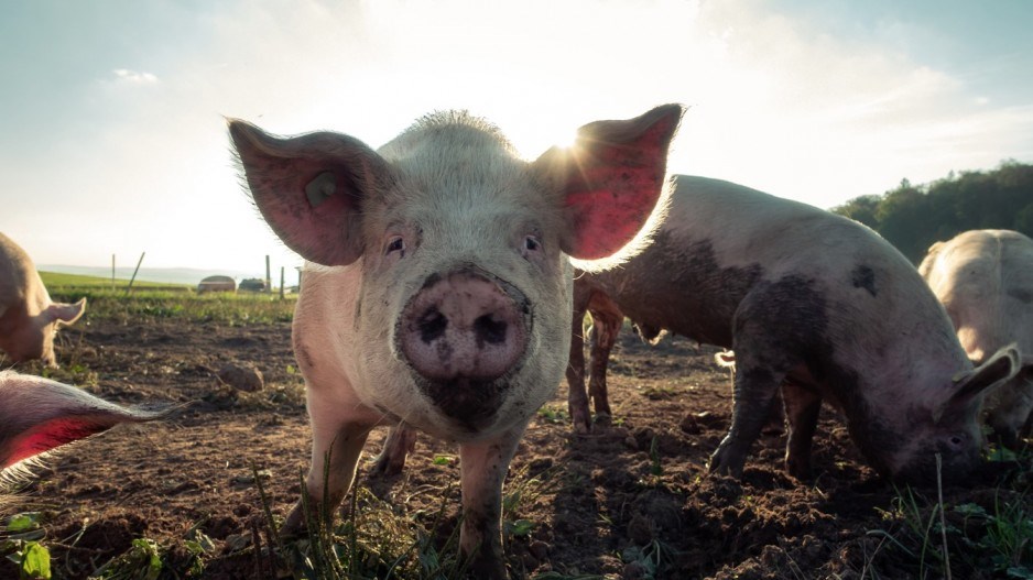 pigs-pascaldebrunner-unsplash