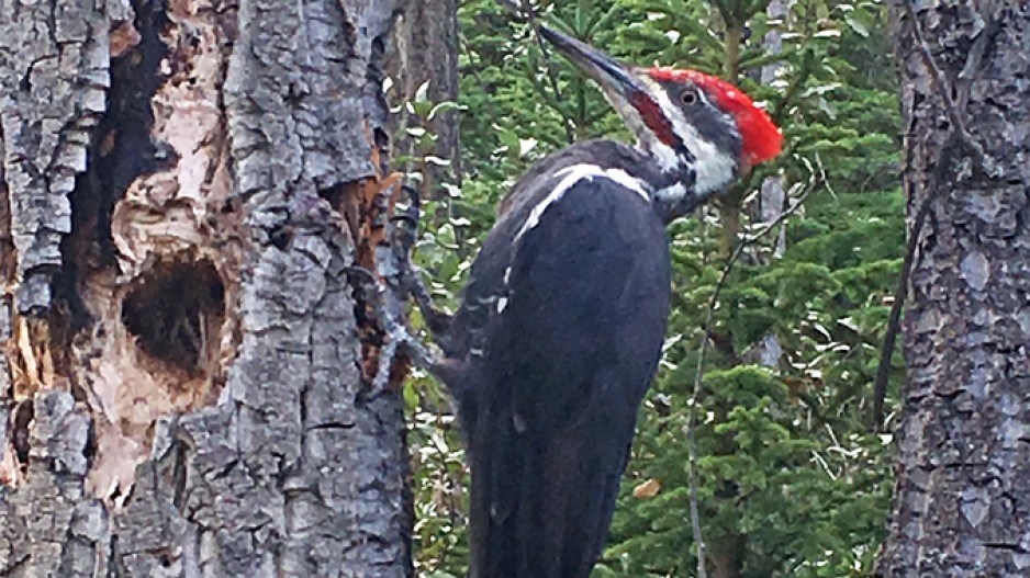 pileated-woodpecker