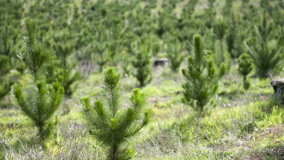 saplings-gettyimages