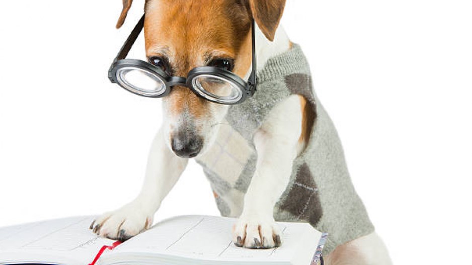 scholarly-dog-2-reading-gettyimages