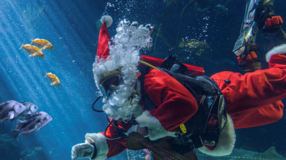 scuba-claus-vancouver-aquarium