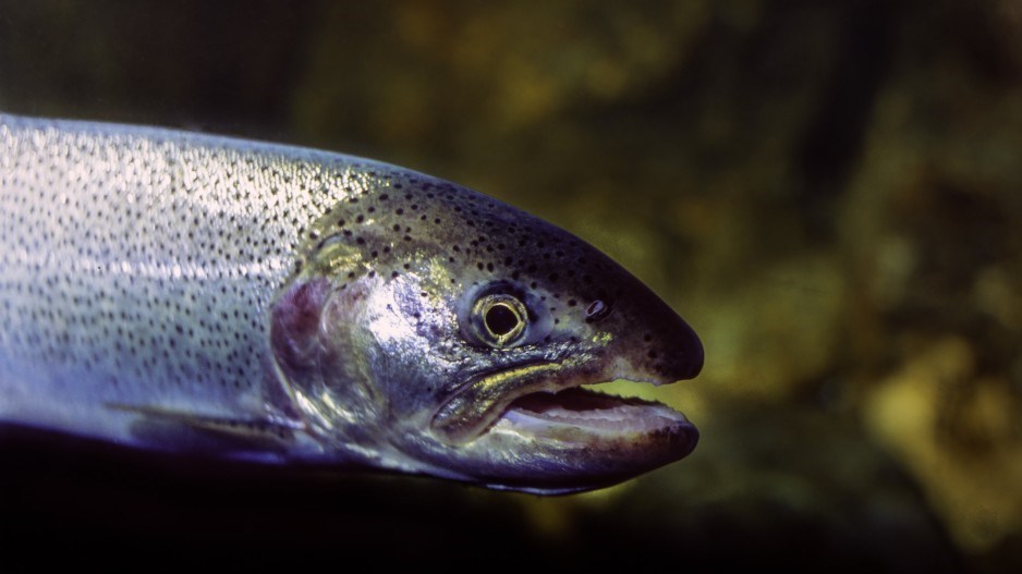 coho-salmon-credit-pierrelongnus-theimagebank-gettyimages