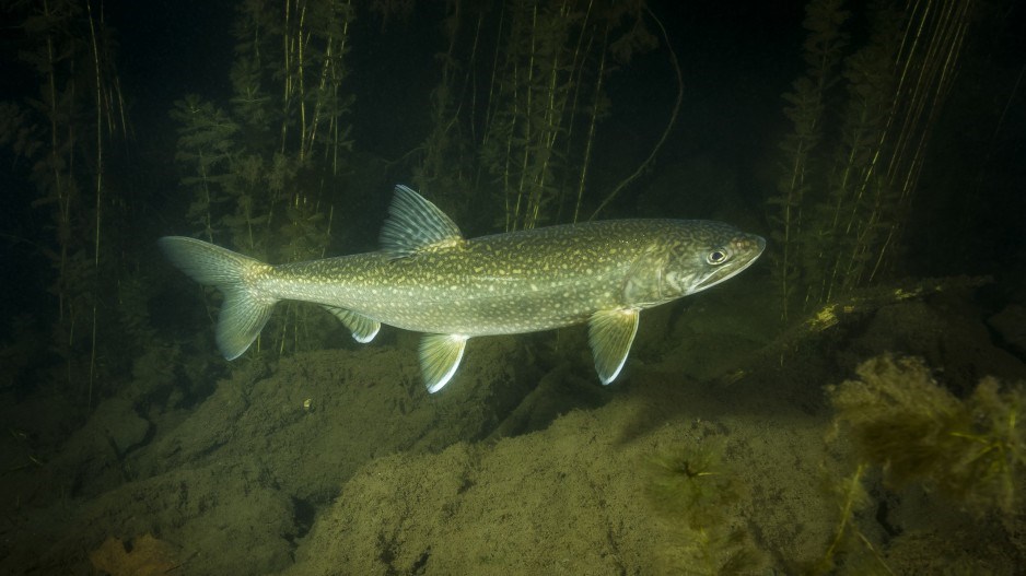 laketroutcredit-lasalle-photoistockgettyimagesplusgettyimages