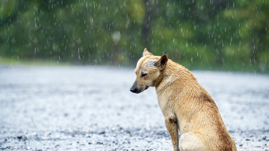 sad-dog-pet-animal-credit-nitattermmeemomentgettyimages