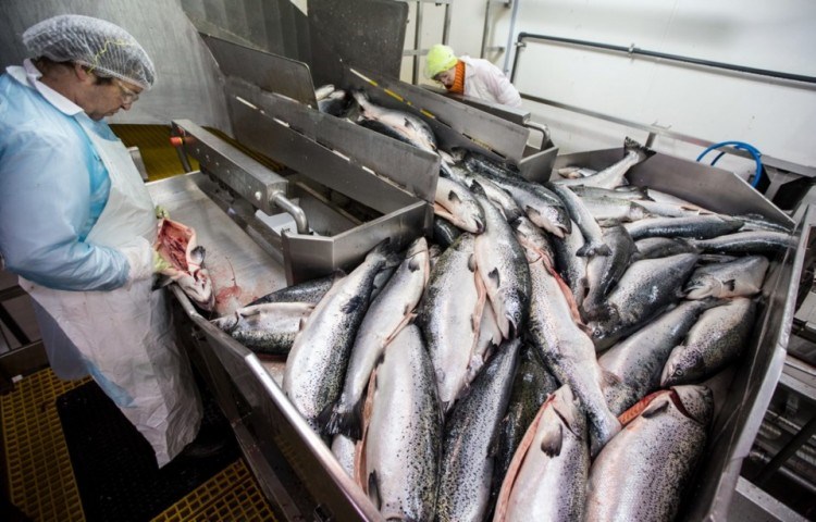 Farmed salmon are inspected at Marine Harvest Canada Inc. processing plant in Port Hardy. - Darren Stone