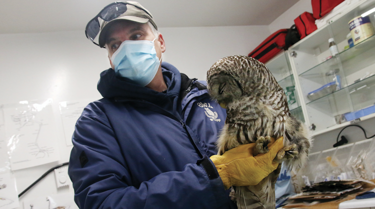 OWL raptor care manager Rob Hope holds an owl