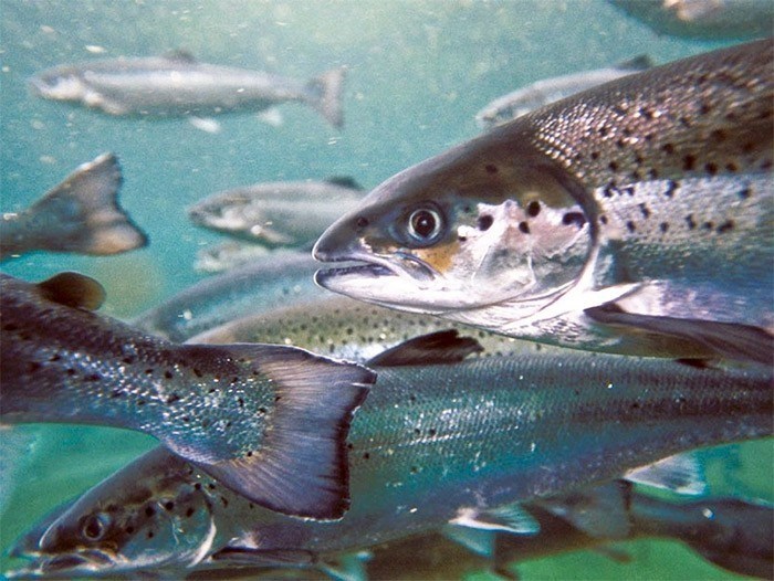 Atlantic salmon being raised at a B.C. fish farm. Photograph By Marine Harvest Canada