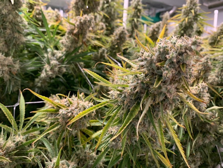 cannabis plant at blissco - gk