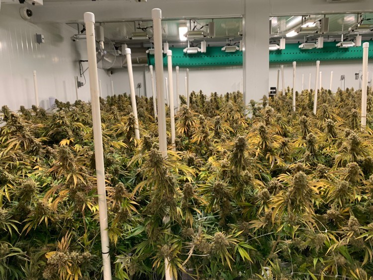large cannabis plants at Blissco