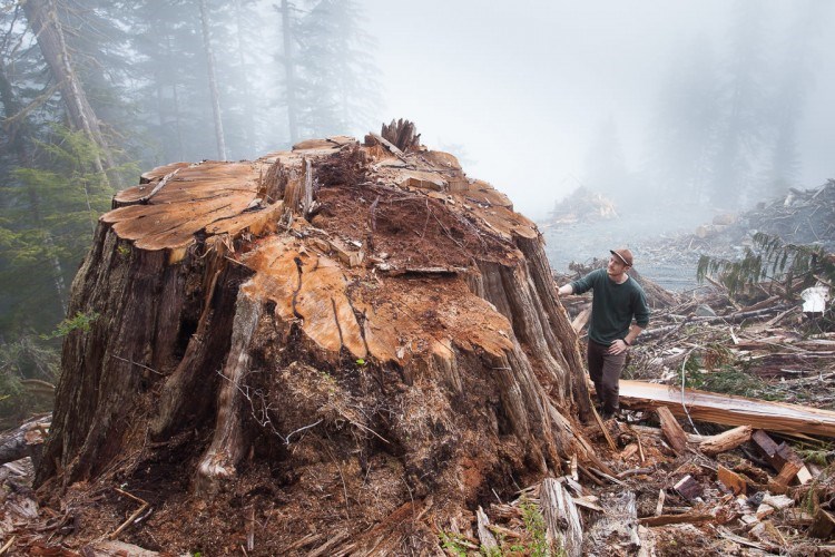 Cedar stump TJ Watt Ancient Forest Alliance