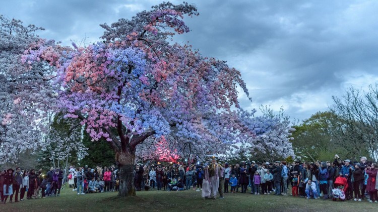 Cherry Blossom Festival