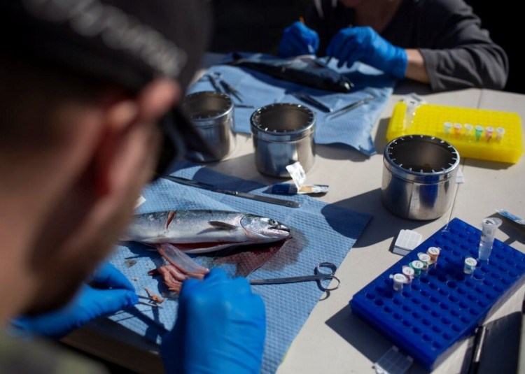 University of British Columbia scientists dissect wild Pacific salmon tissues for molecular analysis and viral genomic sequencing. - Amy Romer