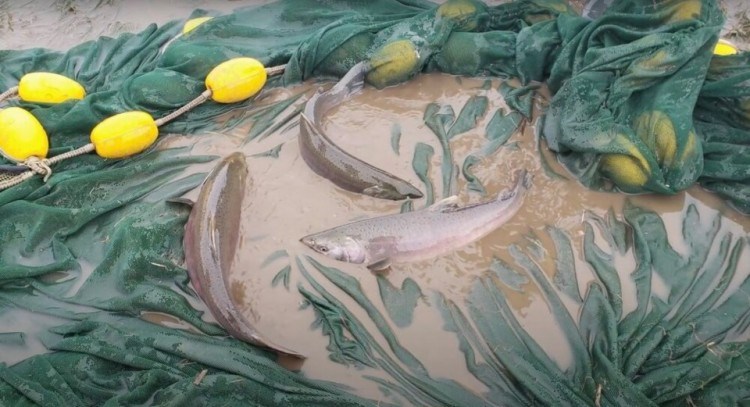 Rescuing the endangered coho salmon involved screening knee-high, muddy and contaminated floodwaters. Pacific Salmon Foundation