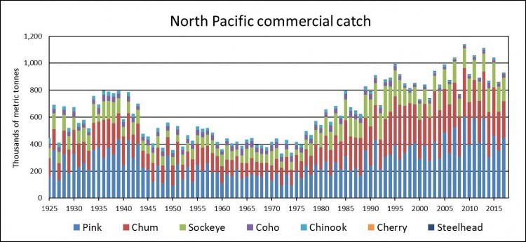 Pink salmon are the most abundant of all Pacific salmon.