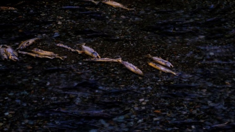 Chum salmon at the end of their life cycle at Fish Creek. Andrea Reid