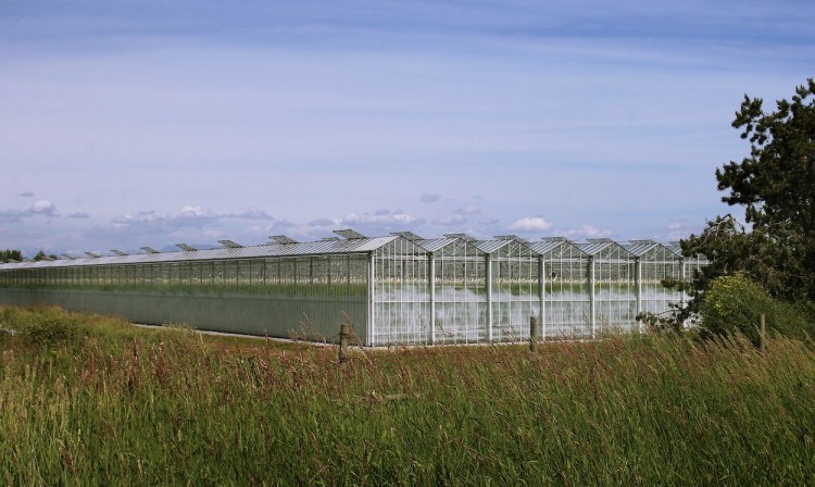 greenhouses - rk