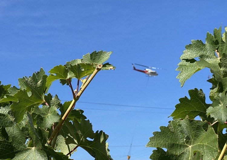 wine vines