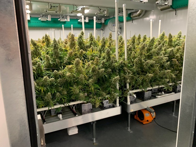 large cannabis plant room - gk