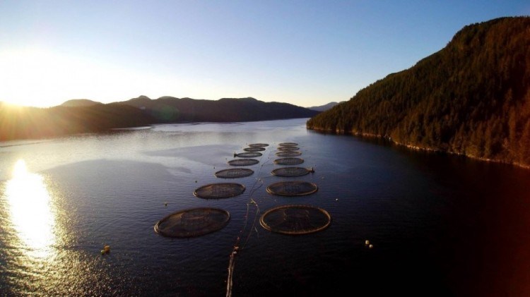 A Mowi salmon farm. Mowi has 10 of the 19 salmon farms in the Discovery Islands that the federal government ordered shut down in a 2020 decision later overturned by a federal court. - Submitted