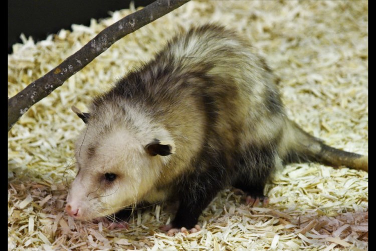 Opossum