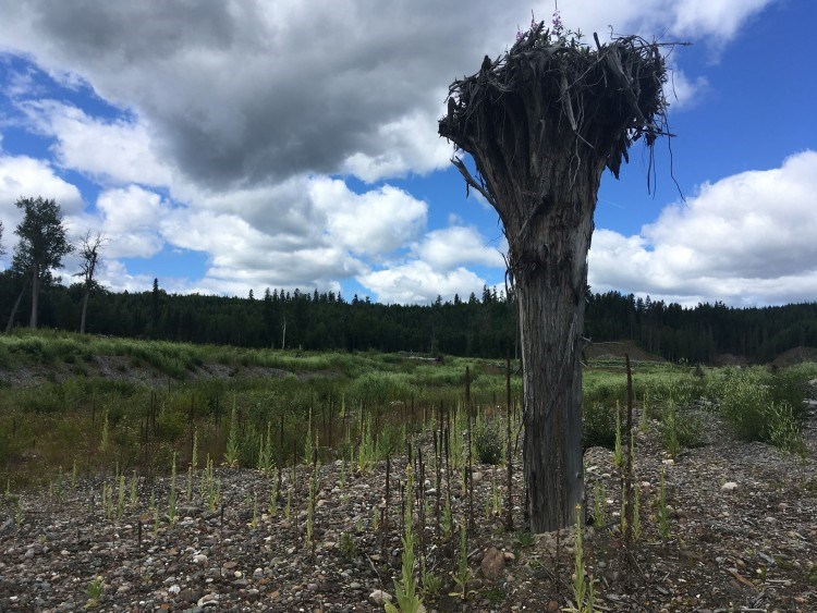 upside down tree