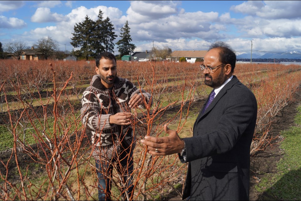 Gurdial Badh, right, and Bhupinder Dhiman assess some dormant blueberry bushes on Badh's farm, which is now for sale. Photo by Graeme Wood/Richmond News. Feb.2017