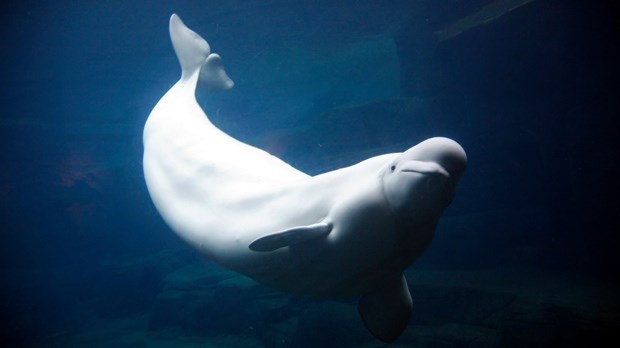 beluga