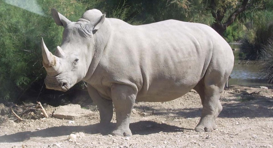 rhino