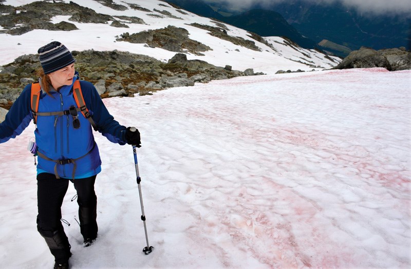pink snow