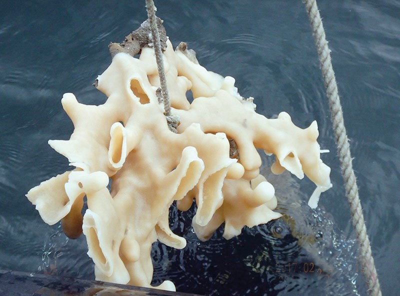 glass sponge