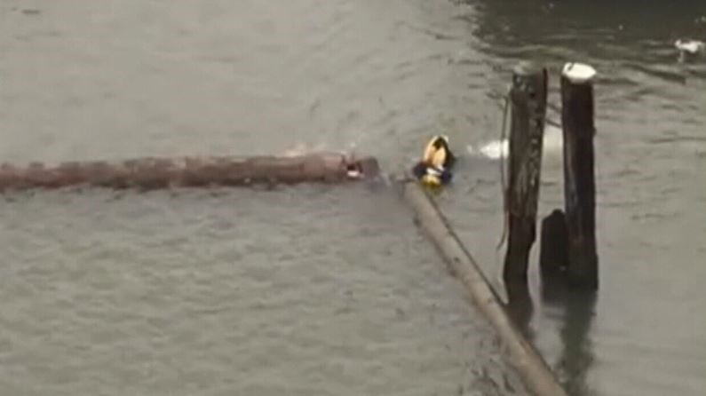 rescue