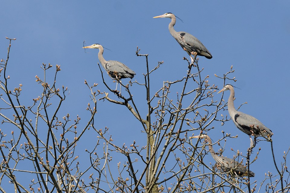 heron stanley park birds