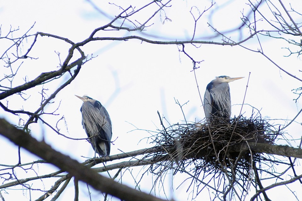 heron stanley park birds