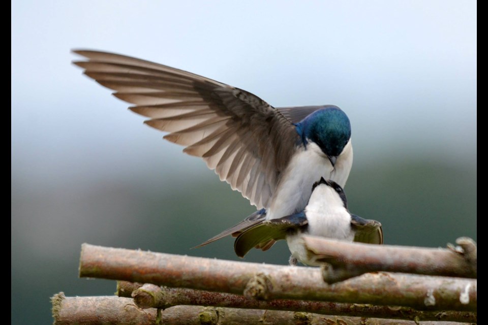 Chris Johnson took this photo of mating tree swallows last year.