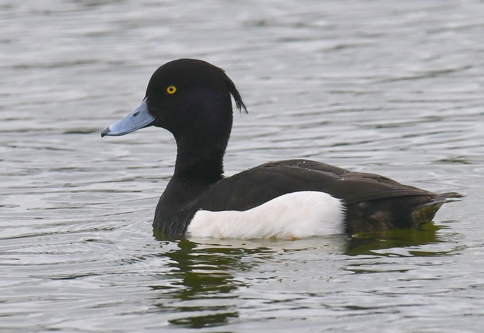 tufted duck