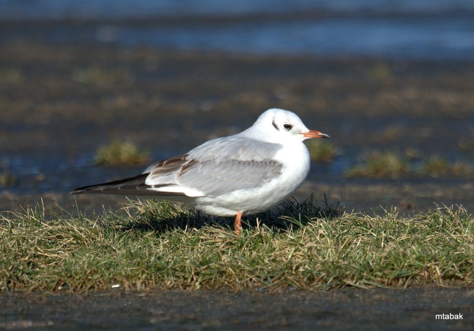 black headed gull vancouver