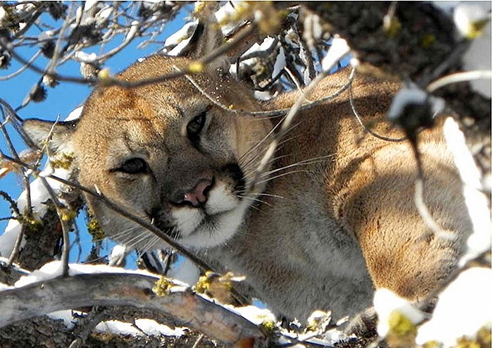 cougar