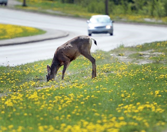 Wildlife-Accidents-17_31620.jpg