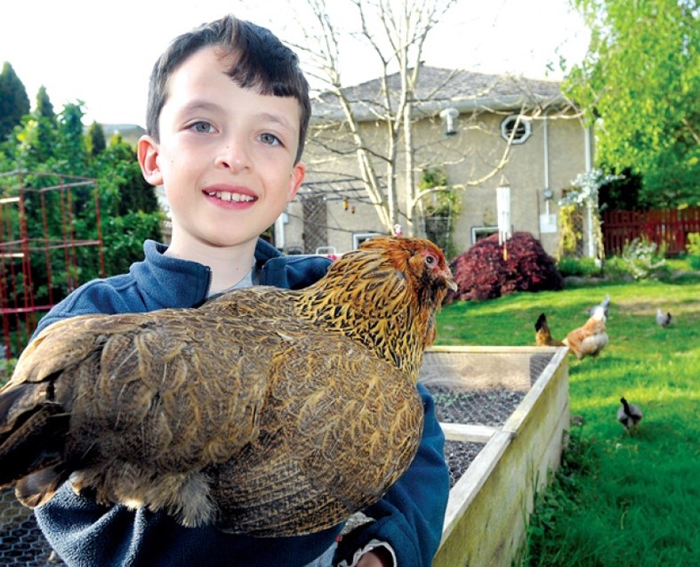 backyard chickens