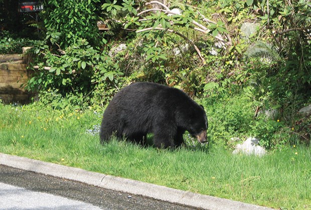 bear eating