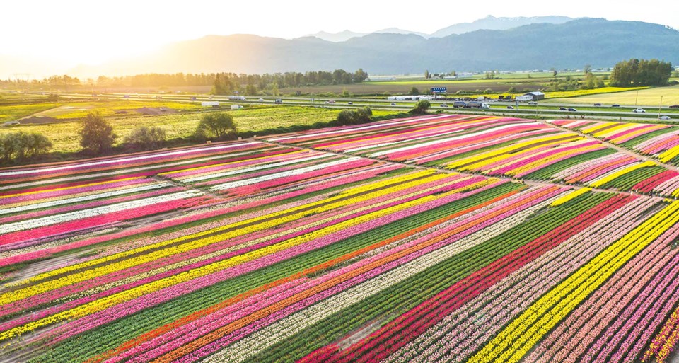 tulip festival