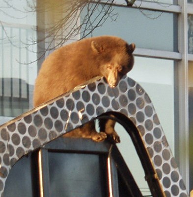 Vancouver police surround and tranquilize a bear that hitched a ride into downtown Vancouver on the back of a garbage truck Monday afternoon.