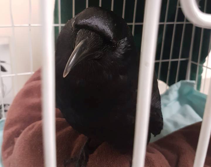 Canuck is being cared for by the Night Owl Bird Hospital in Vancouver.
