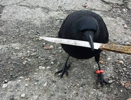 Canuck with knife