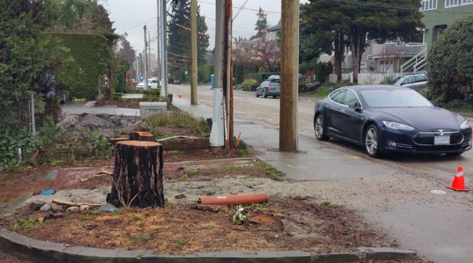 tree stumps