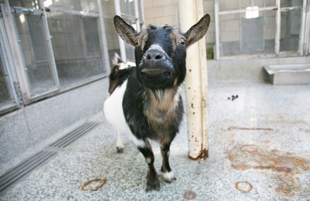 "Constance, I've got the goat." - Park board general manager Malcolm Bromley's message to Vision Vancouver commissioner Constance Barnes after driving out to Langley to retrieve a goat that once resided at the Stanley Park petting zoo and, Vancouverites feared, could be sold for slaughter.