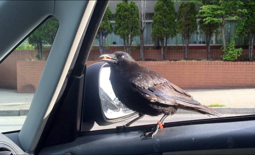 Canuck the crow in car