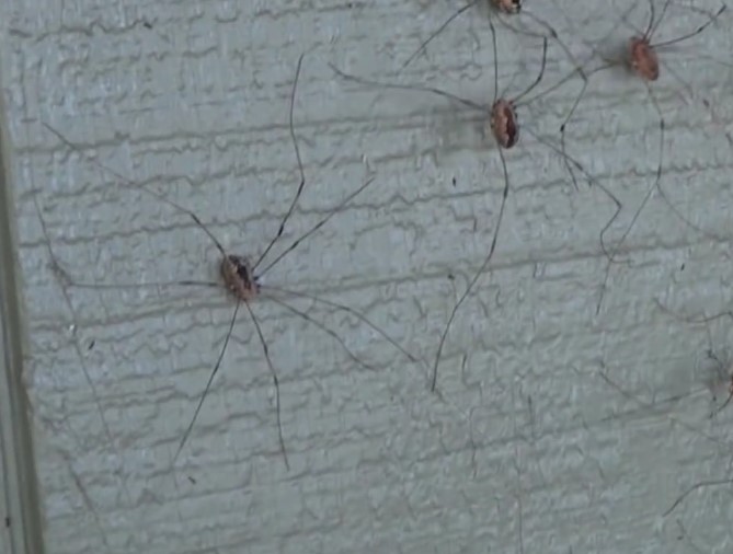 Daddy longlegs: Why are there loads around right now? - BBC Newsround